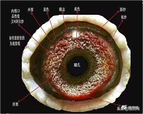 白鴿眼面相|【白鴿眼面相】人面鴿眼原來藏著這些秘密？ 白鴿眼面相快來瞭。